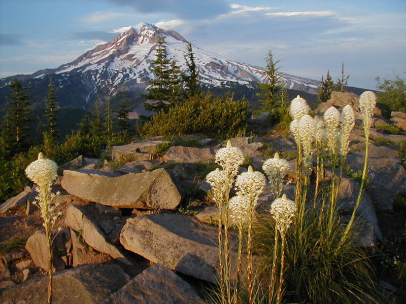 how to elope in mt hood hiking trail