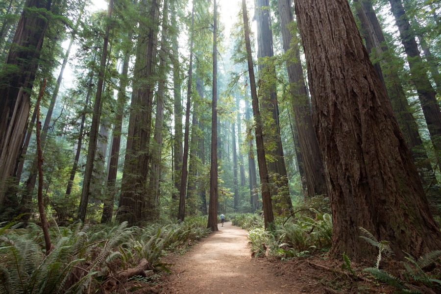 Redwood in oregon 