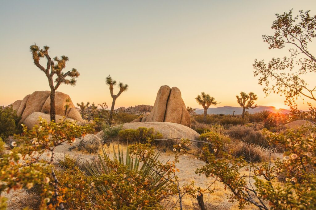 Joshua tree elopement locations