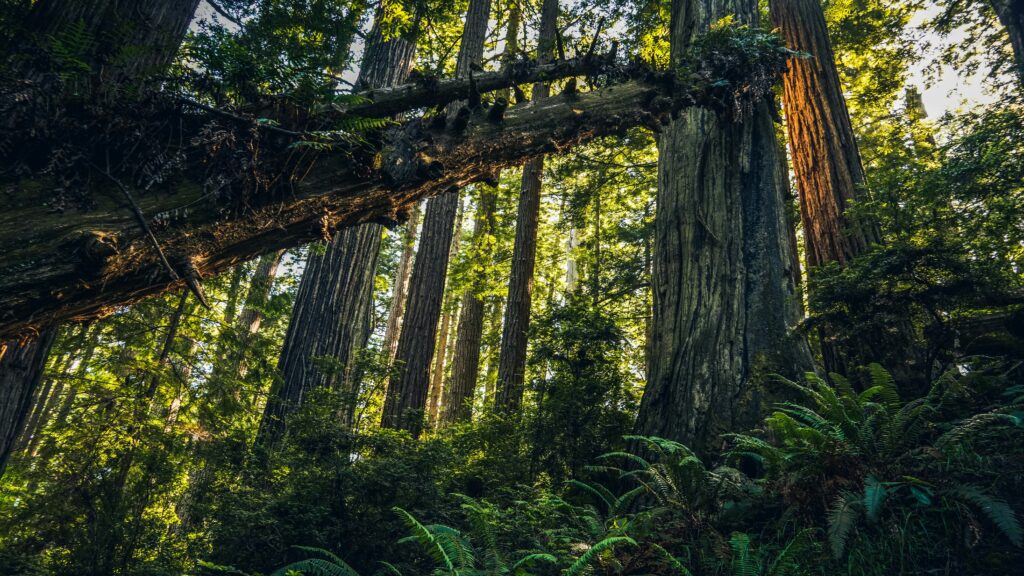 Redwoods elopement locations