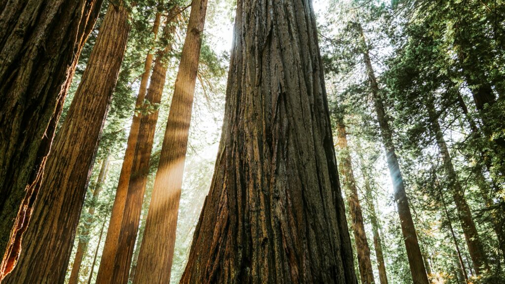Redwoods elopement locations