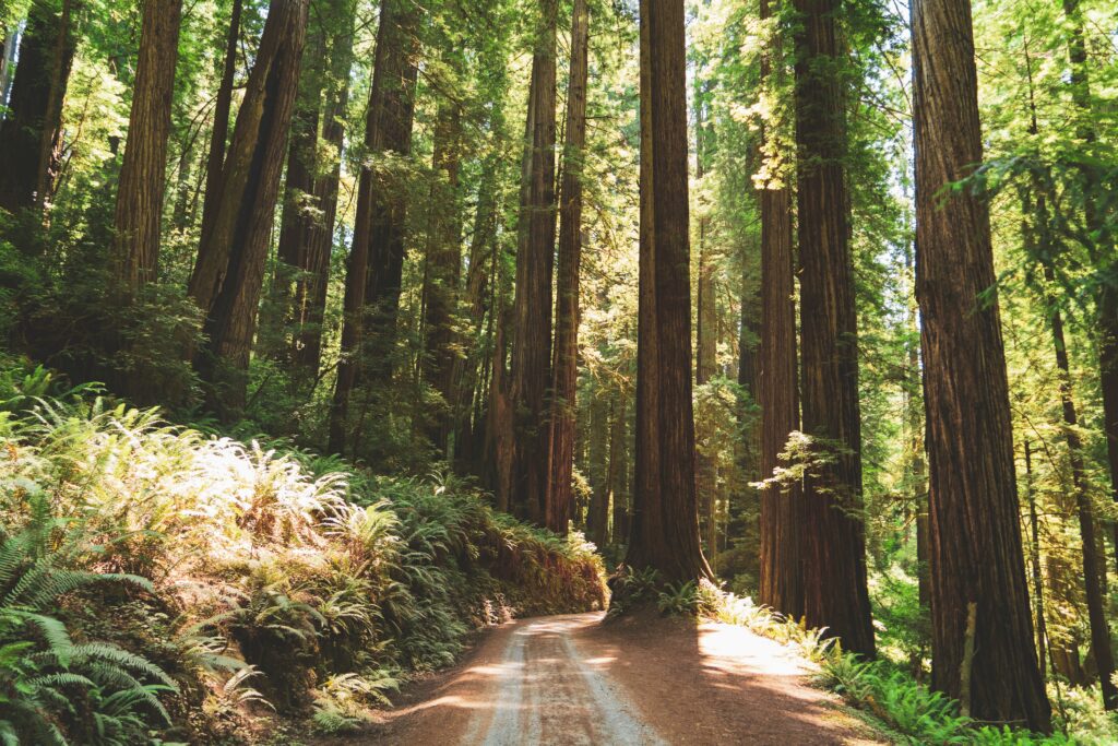 Redwoods elopement locations