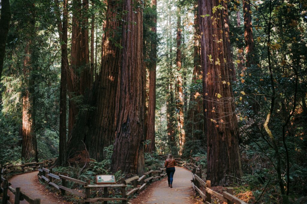 Redwoods elopement locations