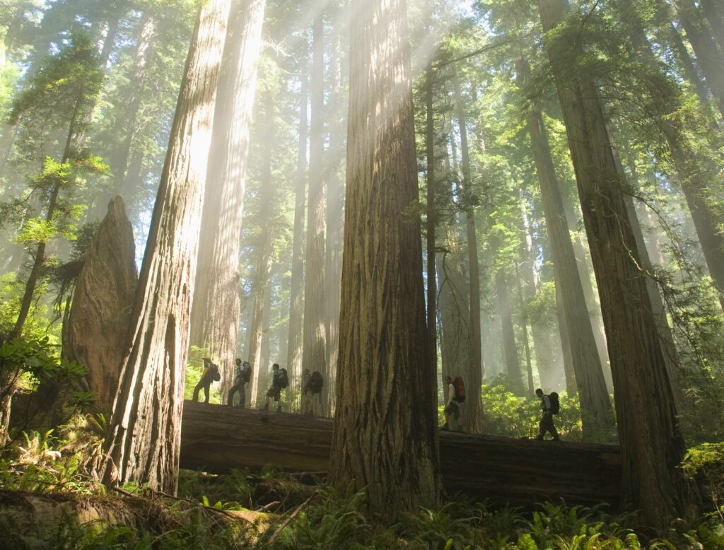 Redwoods elopement locations
