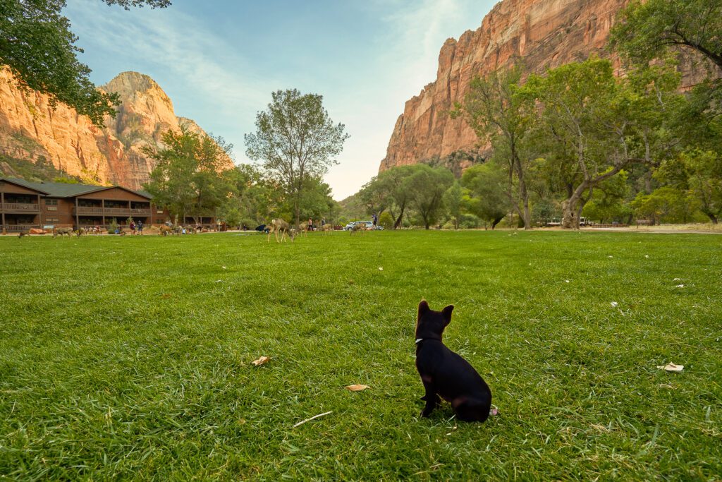 Zion elopement locations