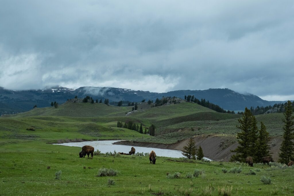 yellowstone elopement locations